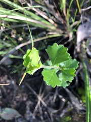 Dodonaea triangularis