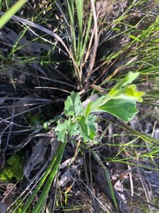 Dodonaea triangularis