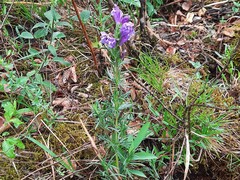Dracocephalum austriacum