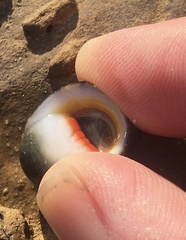 Nerita erythrostoma