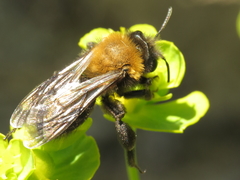 Andrena gallica