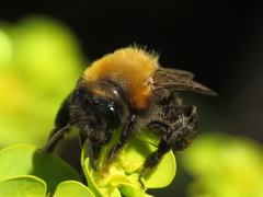 Andrena gallica
