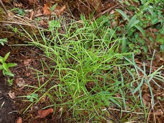 Peucedanum ruthenicum