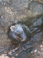 Nerita erythrostoma