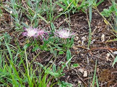 Psephellus boissieri