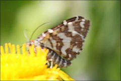 Chrysolarentia polycarpa