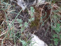 Galium brachyphyllum
