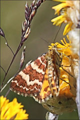 Chrysolarentia polycarpa