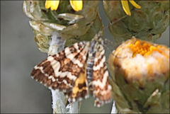 Chrysolarentia polycarpa