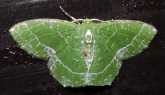 Eucyclodes insperata