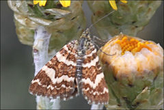 Chrysolarentia polycarpa