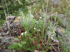 Anthemis fruticulosa