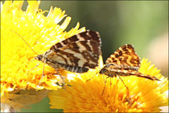 Chrysolarentia polycarpa