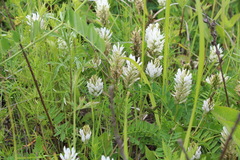 Astragalus marinus
