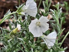 Convolvulus calvertii ruprechtii