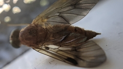 Chrysopilus nubecula