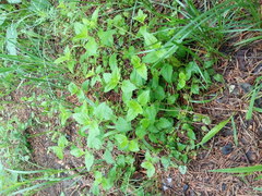 Veronica peduncularis
