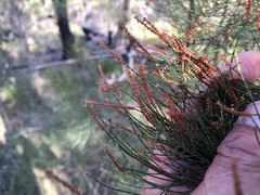 Allocasuarina inophloia