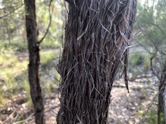 Allocasuarina inophloia