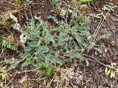 Oxytropis dasypoda