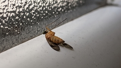 Chrysopilus nubecula