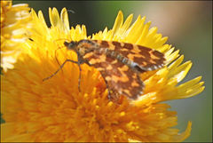 Chrysolarentia chrysocyma
