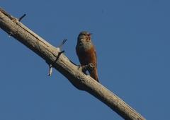 Emberiza caesia