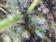 Aphis hypochoeridis