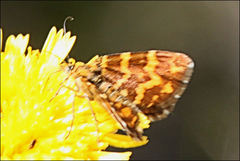 Chrysolarentia chrysocyma