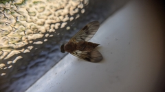 Chrysopilus nubecula