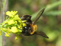 Andrena gallica
