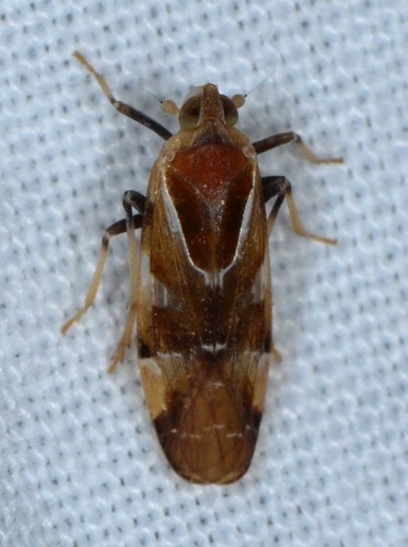 Juniperthia producta