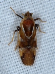 Juniperthia producta