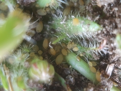 Aphis hypochoeridis
