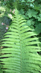 Deparia acrostichoides