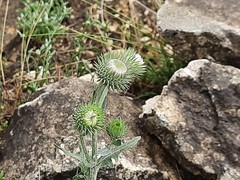Jurinea ruprechtii