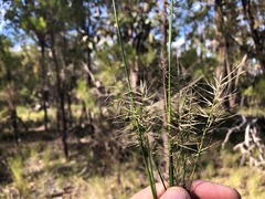 Aristida caput-medusae
