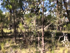 Aristida caput-medusae