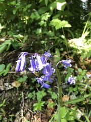 Hyacinthoides non-scripta