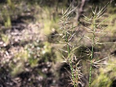 Aristida caput-medusae