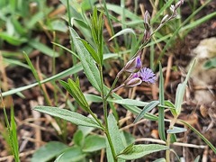 Polygala sosnowskyi