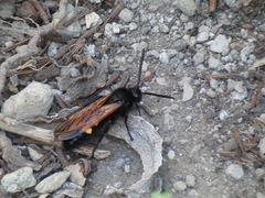Megascolia maculata flavifrons