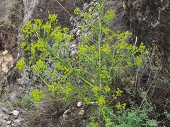 Bilacunaria microcarpos