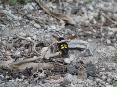 Megascolia maculata flavifrons
