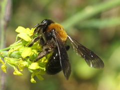 Andrena gallica