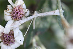 Stenoptilia phaeonephes