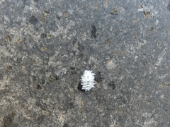 Cryptolaemus montrouzieri