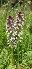 Neotinea ustulata ustulata