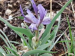 Iris timofejewii