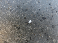 Cryptolaemus montrouzieri